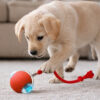 כדור משחק חכם ואוטומטי להפעלה יומיומית של כלבים וחתולים